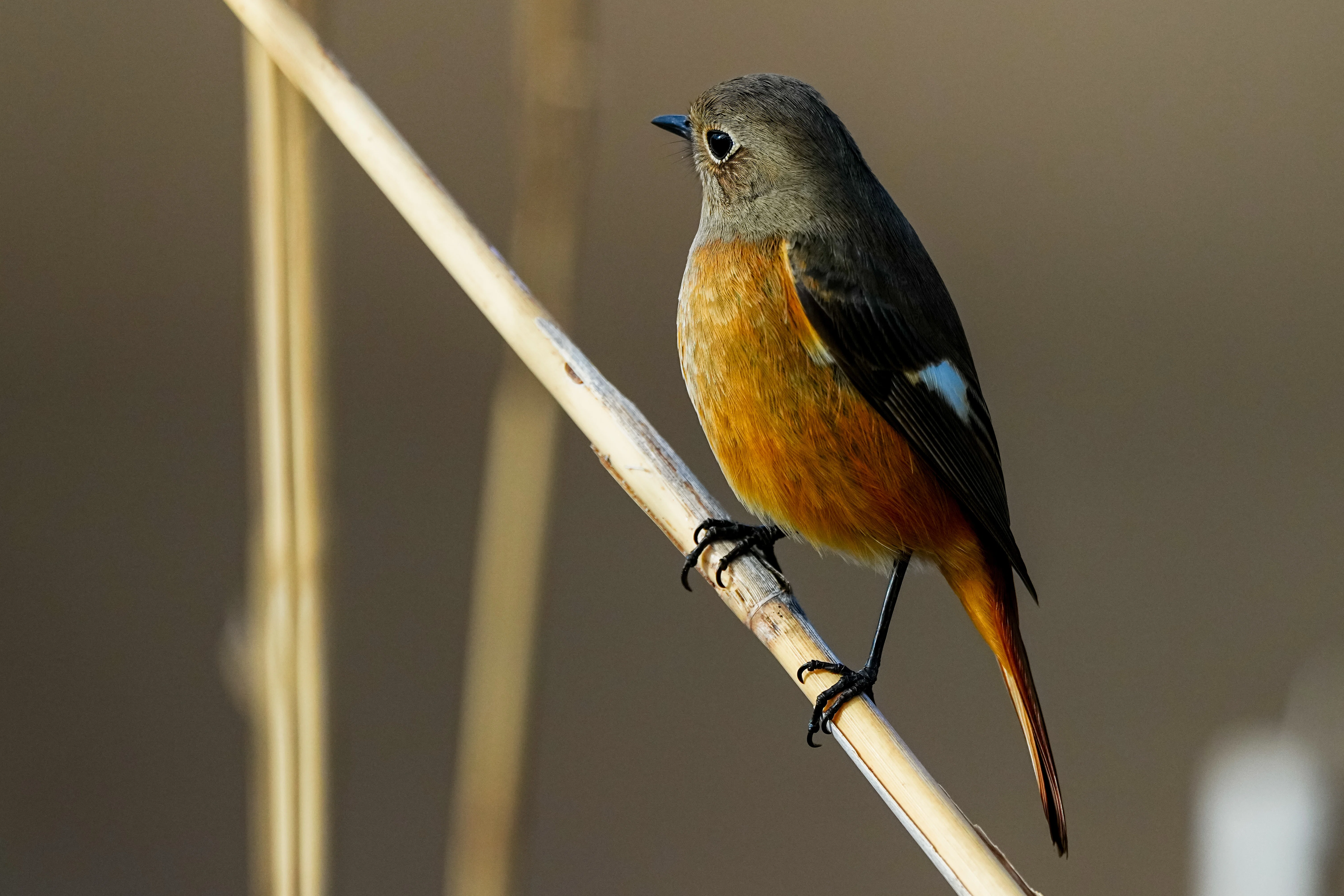 野鳥撮影で例のルリビタキ（オスの若鳥）の右目の状態が芳しくないこと