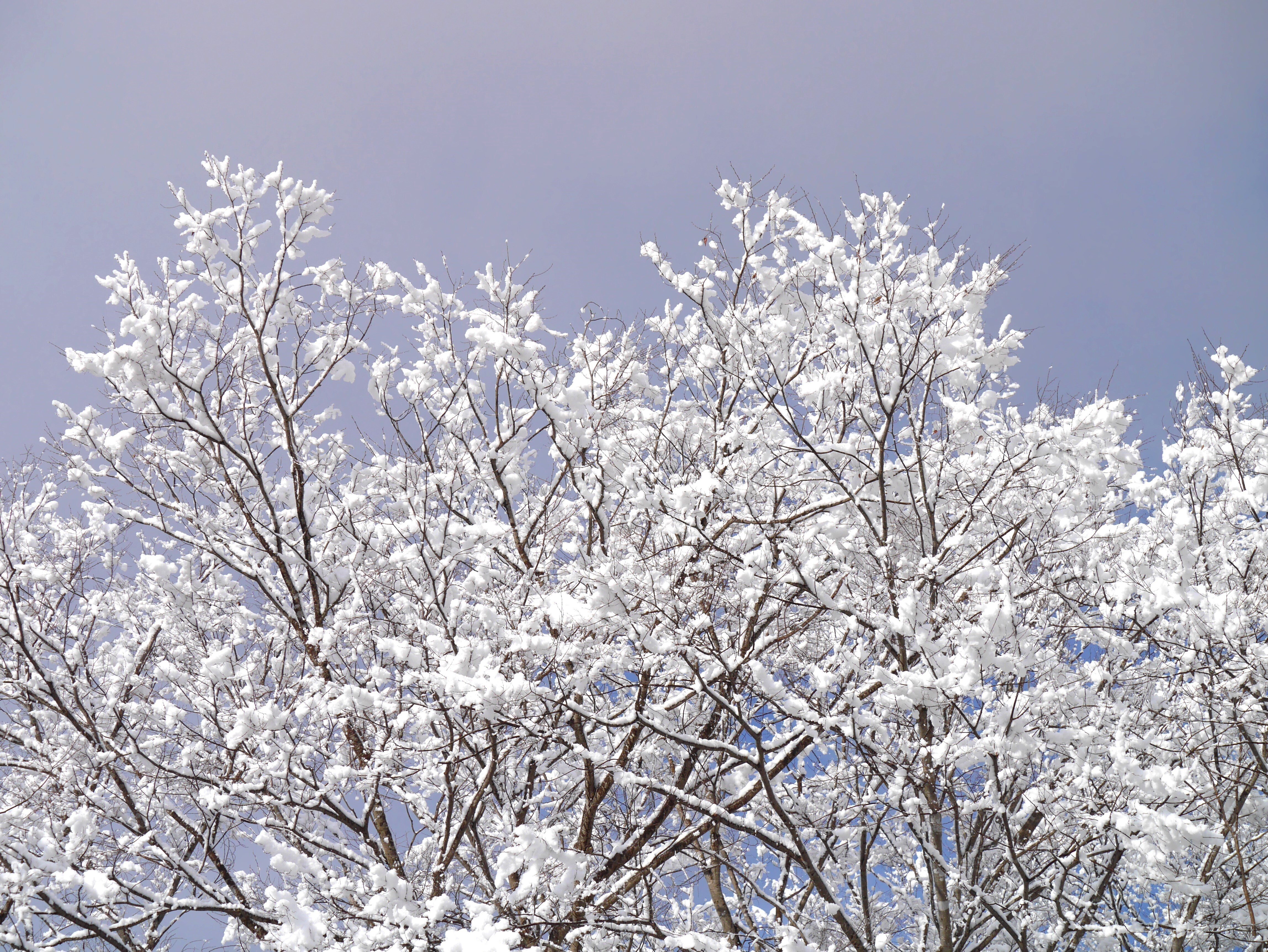 明日香村に雪が降りました。｜高坂正澄