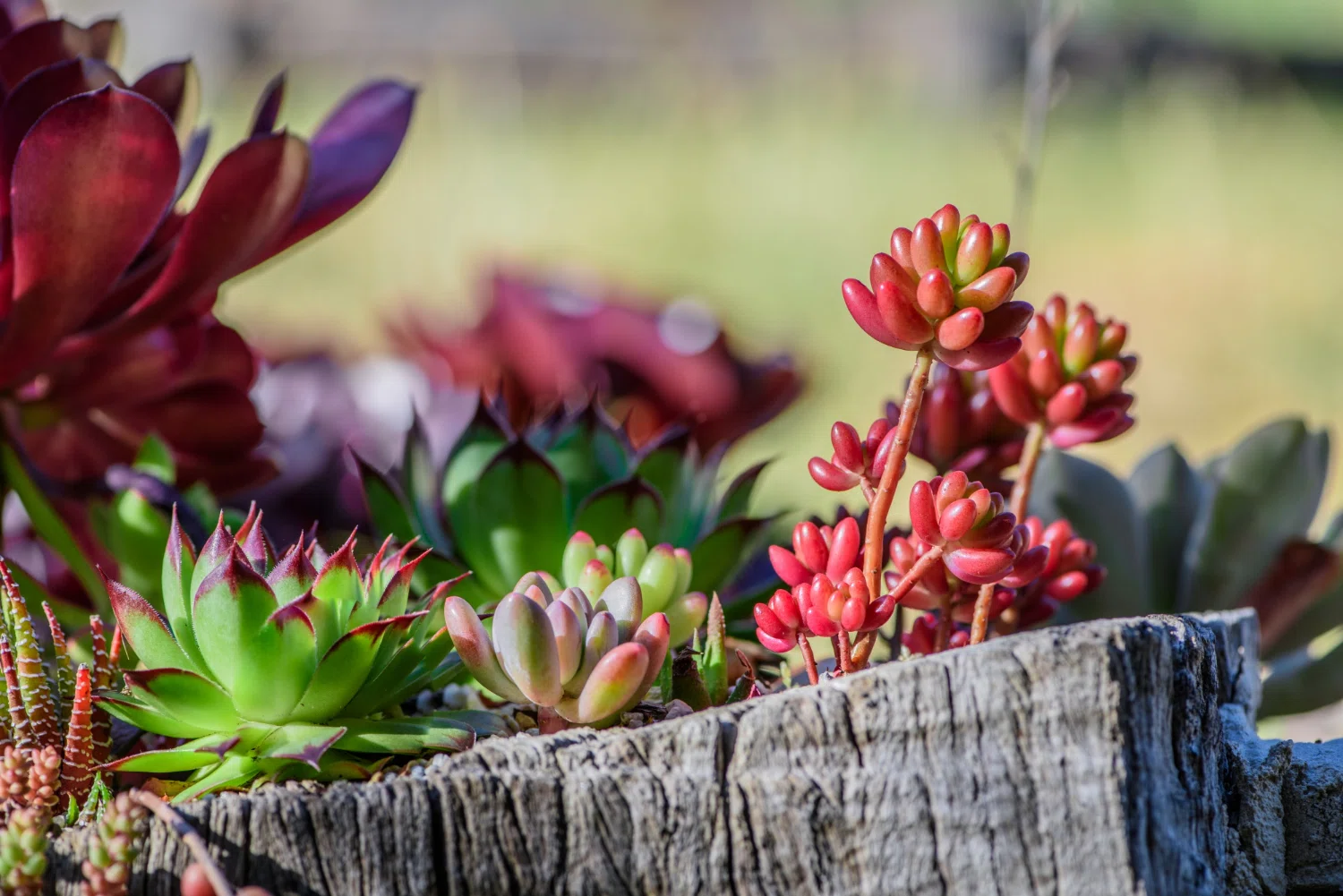 世の中にはこんなに「珍しい多肉植物」もあるんです！植える以外の驚き