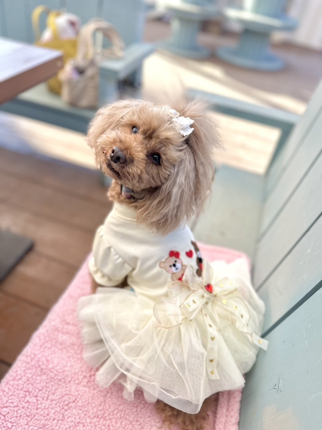 千葉犬 4月16日（水）にシーズーDAYが開催されました🐶✨ 全員で6