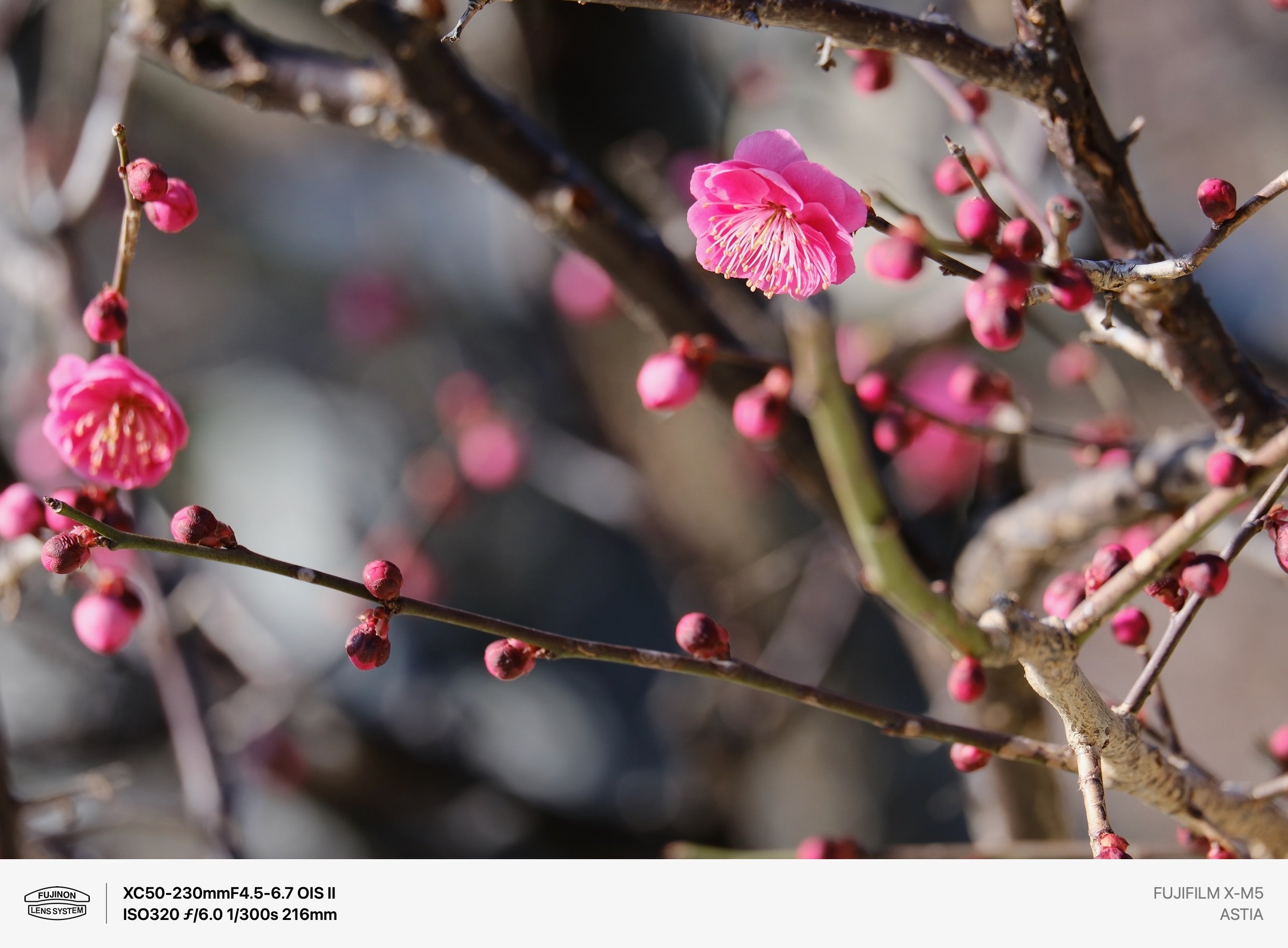 XC50-230 F4.5-6.7 OIS II レビュー｜Kenichi Masuo