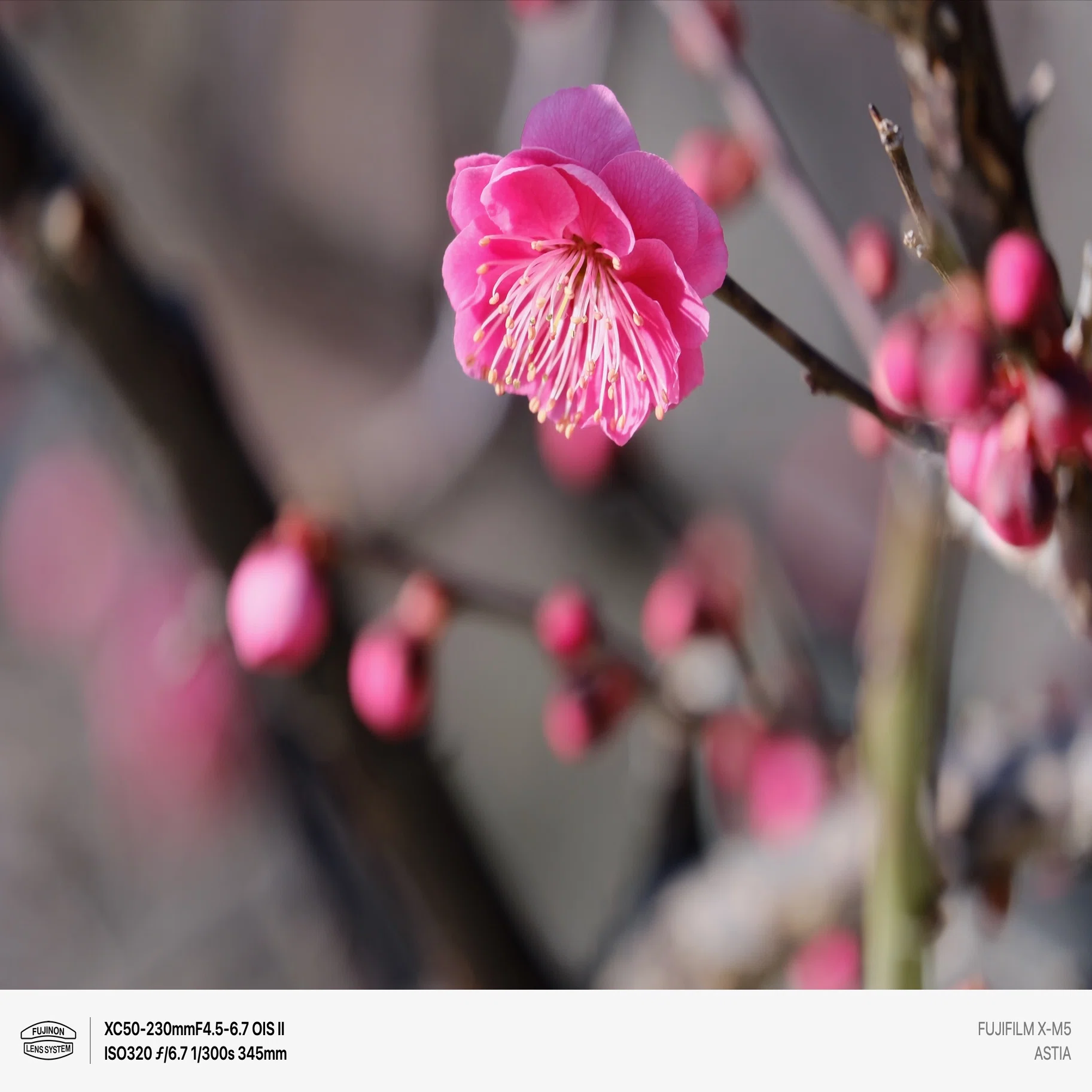 XC50-230 F4.5-6.7 OIS II レビュー｜Kenichi Masuo