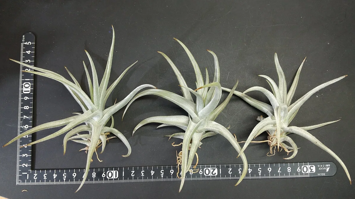 チランジア入荷リスト2/18｜NatureGarden?神田