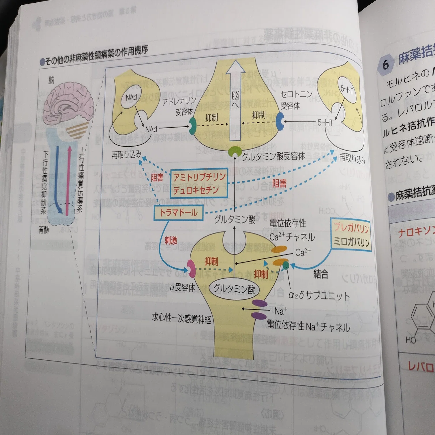 1ヶ月で合格したい薬剤師国家試験【過去問の解き方】｜なーな