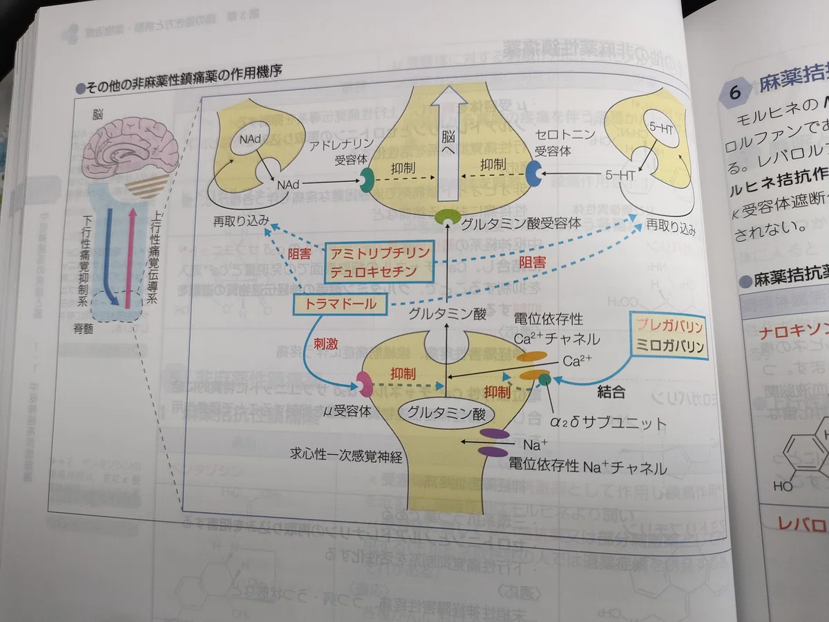 1ヶ月で合格したい薬剤師国家試験【過去問の解き方】｜なーな