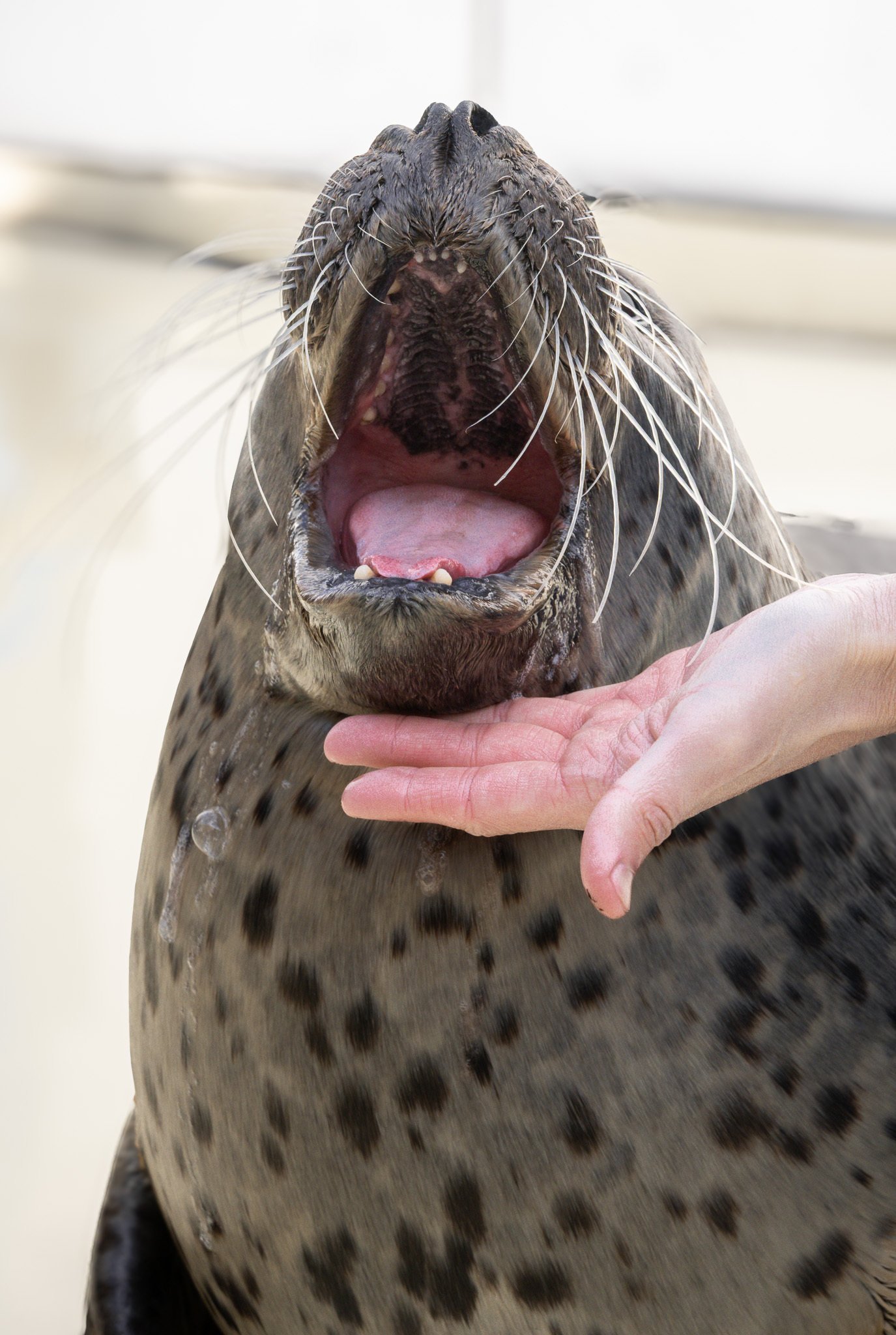 日本のアザラシ探訪記⑦しまね海洋館アクアス・宮島水族館＋しな