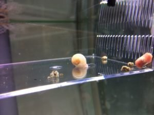 ラムズホーンの飼育方法についてまとめました！｜だんごむし