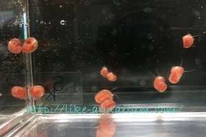 ラムズホーンの飼育方法についてまとめました！｜だんごむし