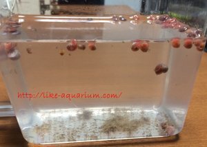 ラムズホーンの飼育方法についてまとめました！｜だんごむし