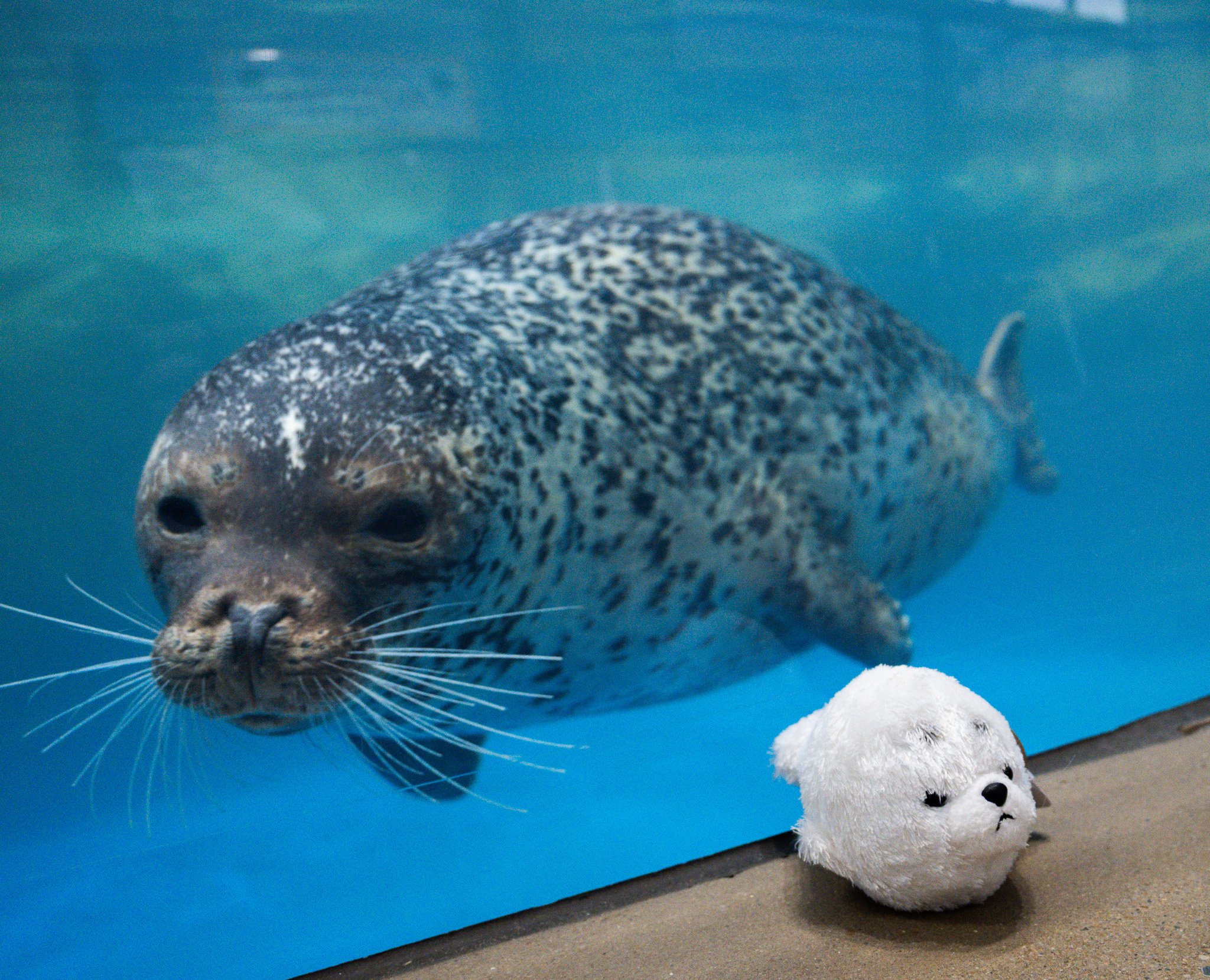 アザラシ IMG_0210_jpg-552x400.jpg