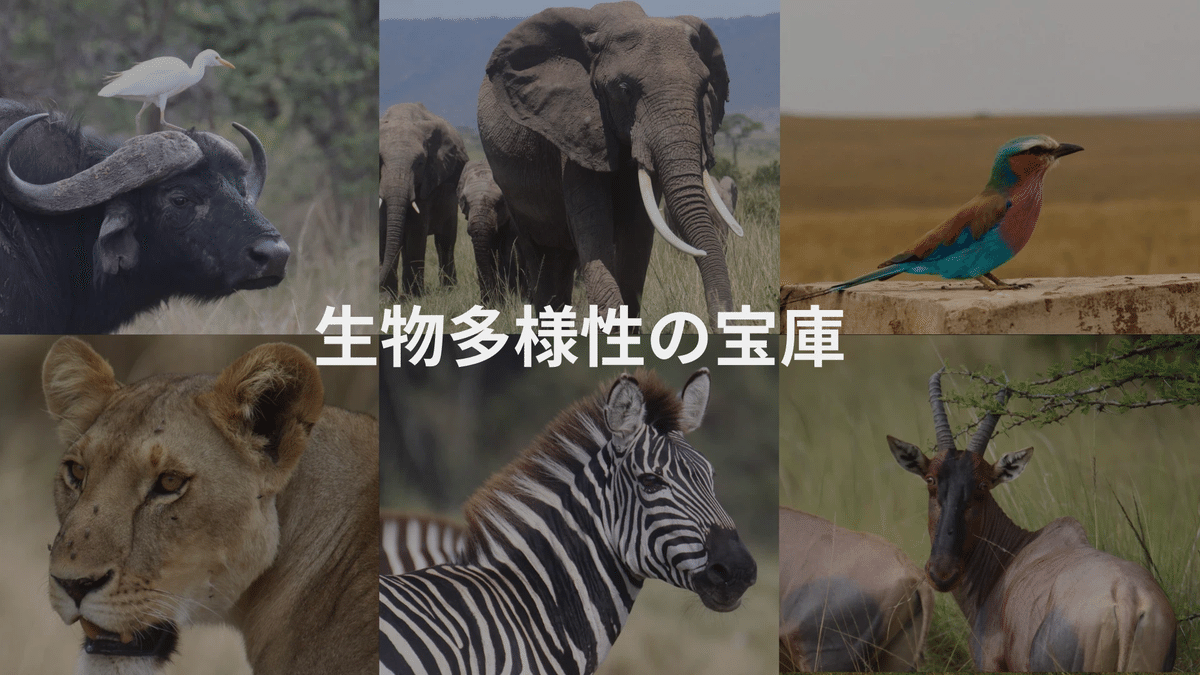 アフリカ・ケニアで「野生動物とマサイの世界に暮らす」 ー