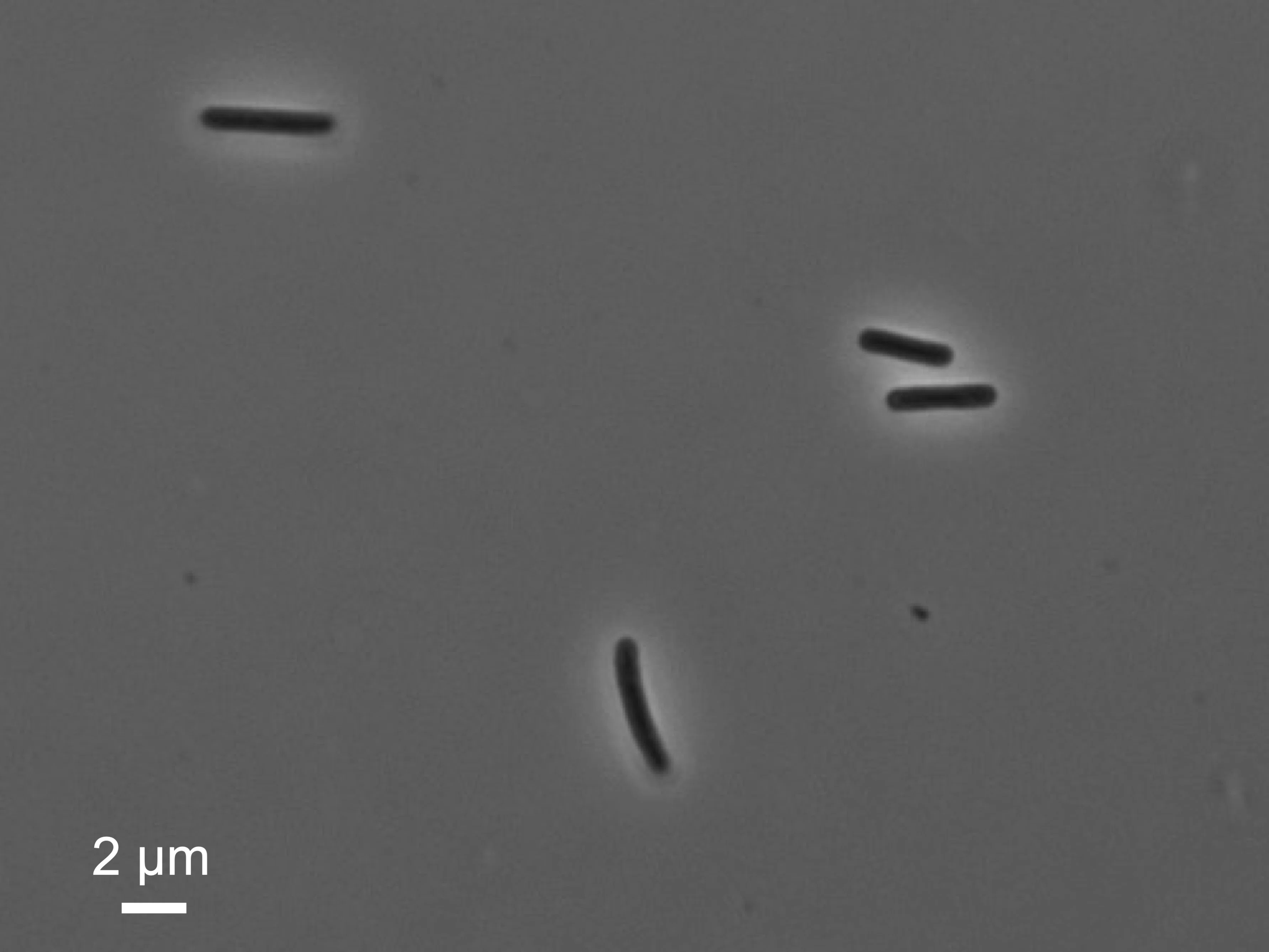 微生物を探して、微生物の「超能力」を調べて、活用方法を考える研究