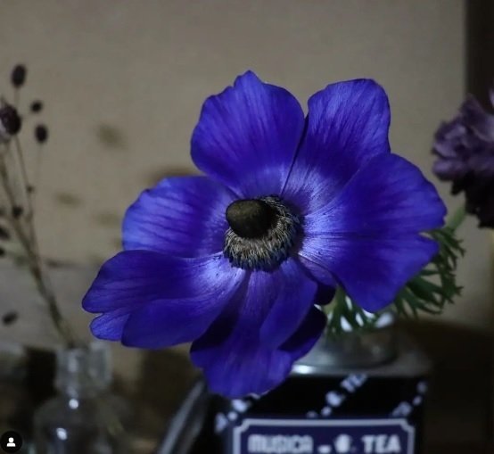 アネモネ｜Hasebe