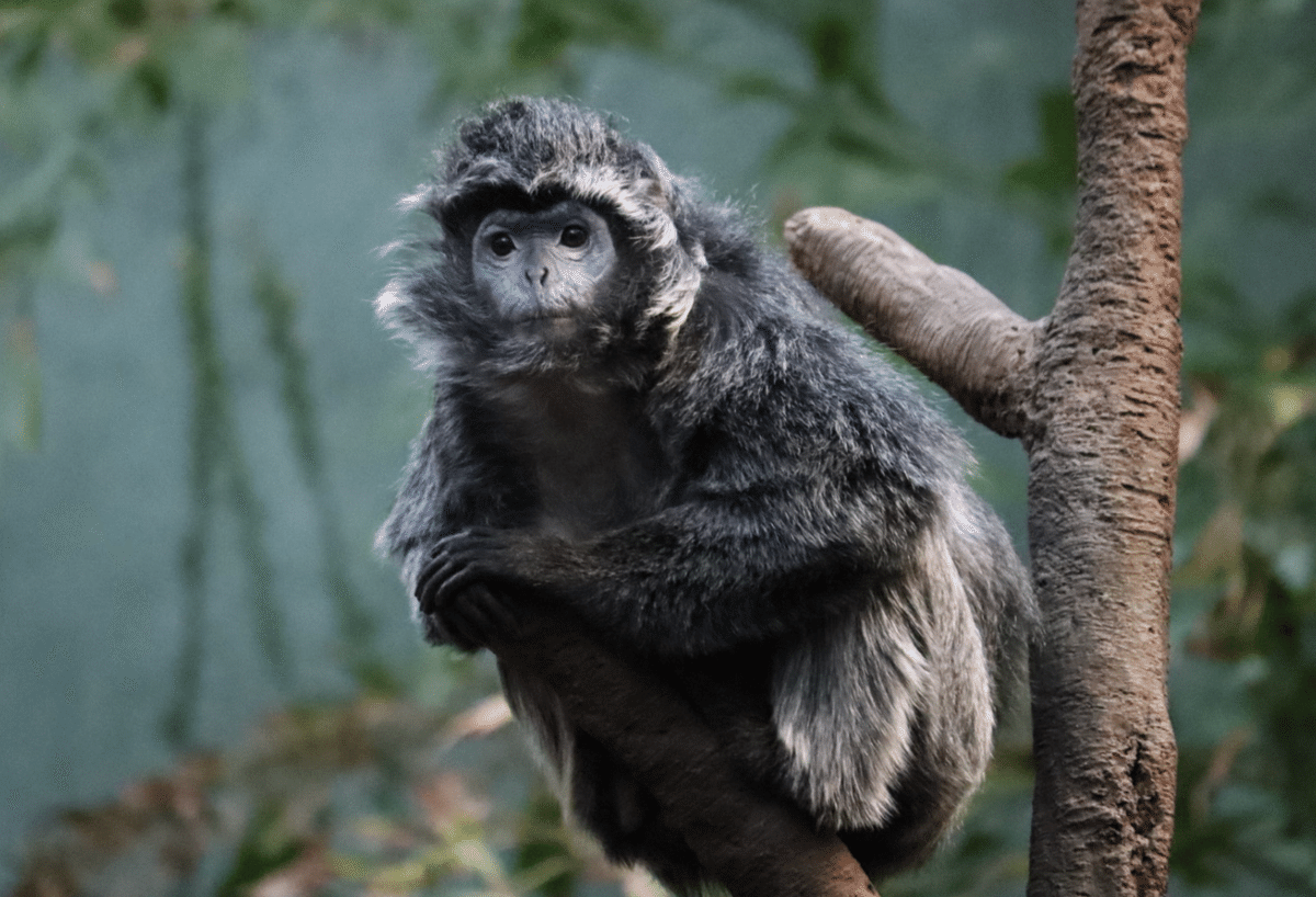 ニューヨークのBRONX ZOO｜あきたはるな