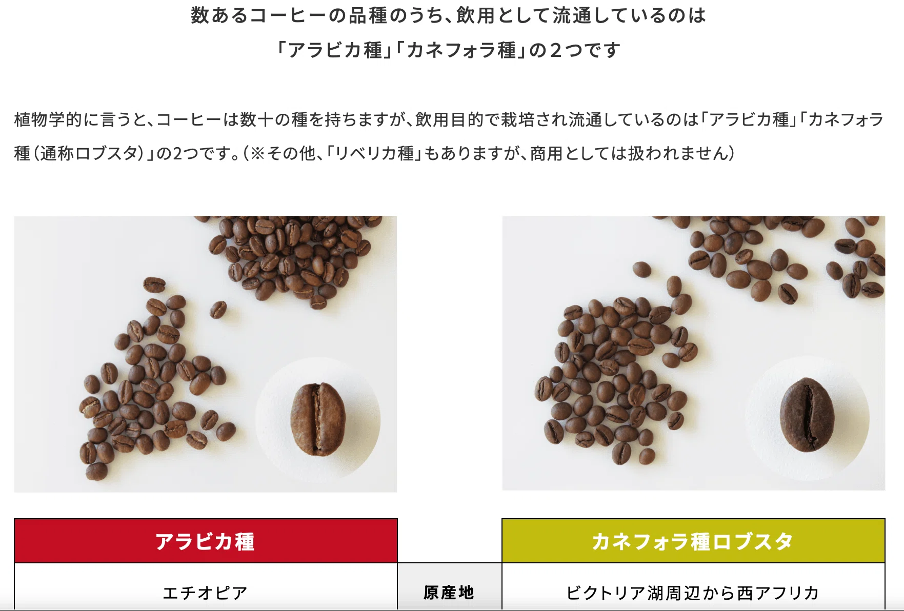 アラビカ種」とは？｜Jin Coffee こだわりの自家焙煎