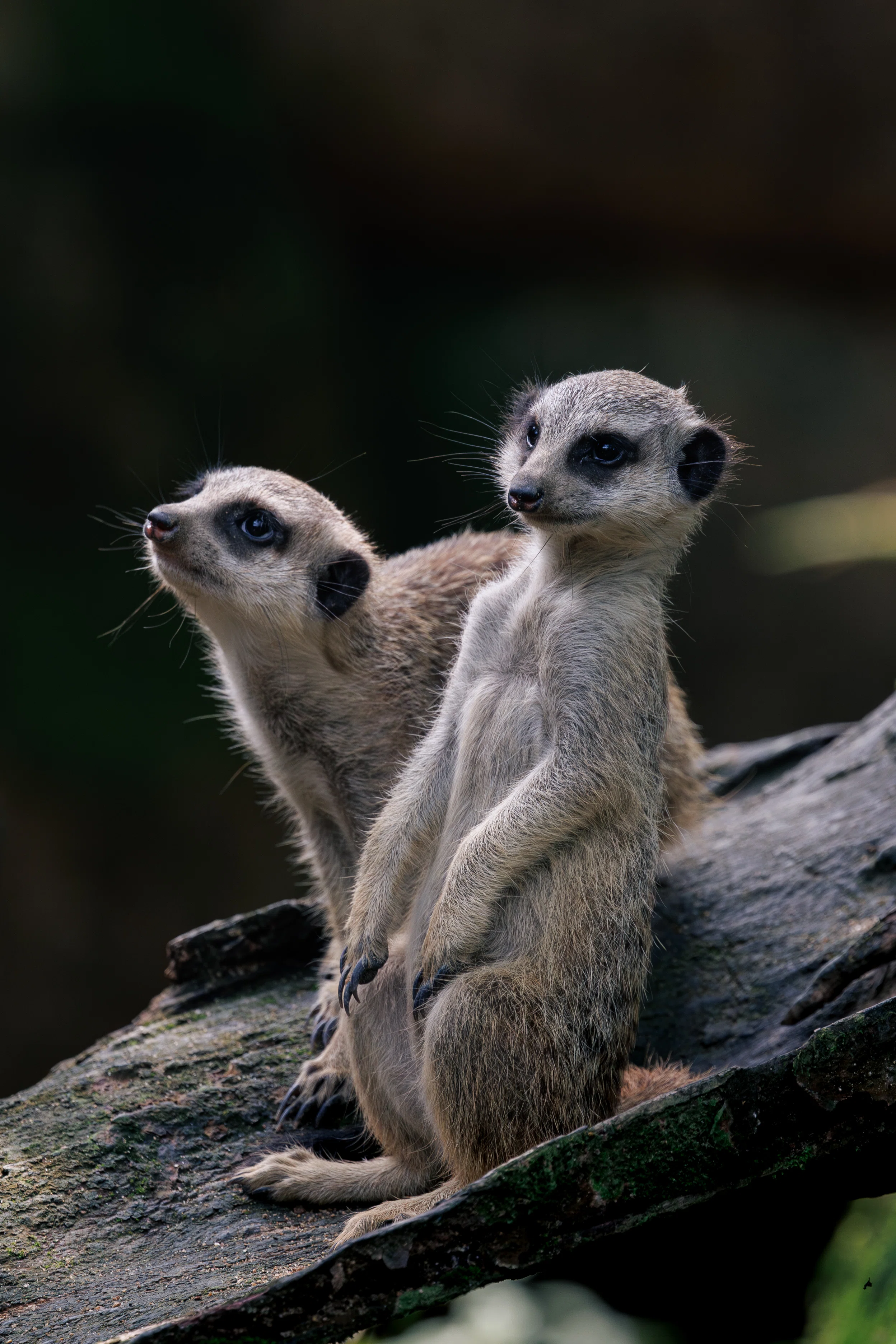 シンガポールで写真撮影】動物園でミーアキャットのツーショットを