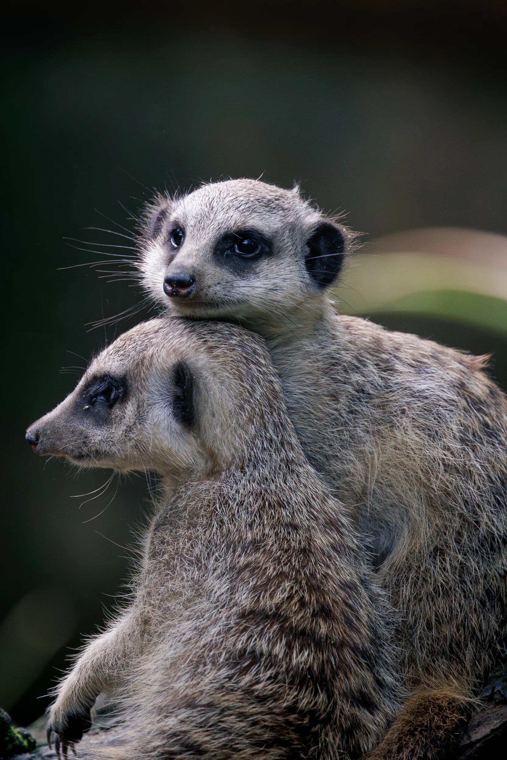 シンガポールで写真撮影】動物園でミーアキャットのツーショットを