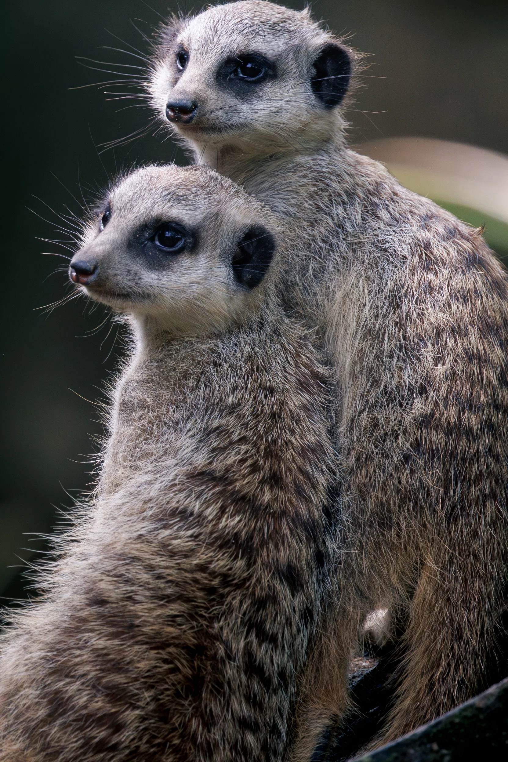 シンガポールで写真撮影】動物園でミーアキャットのツーショットを