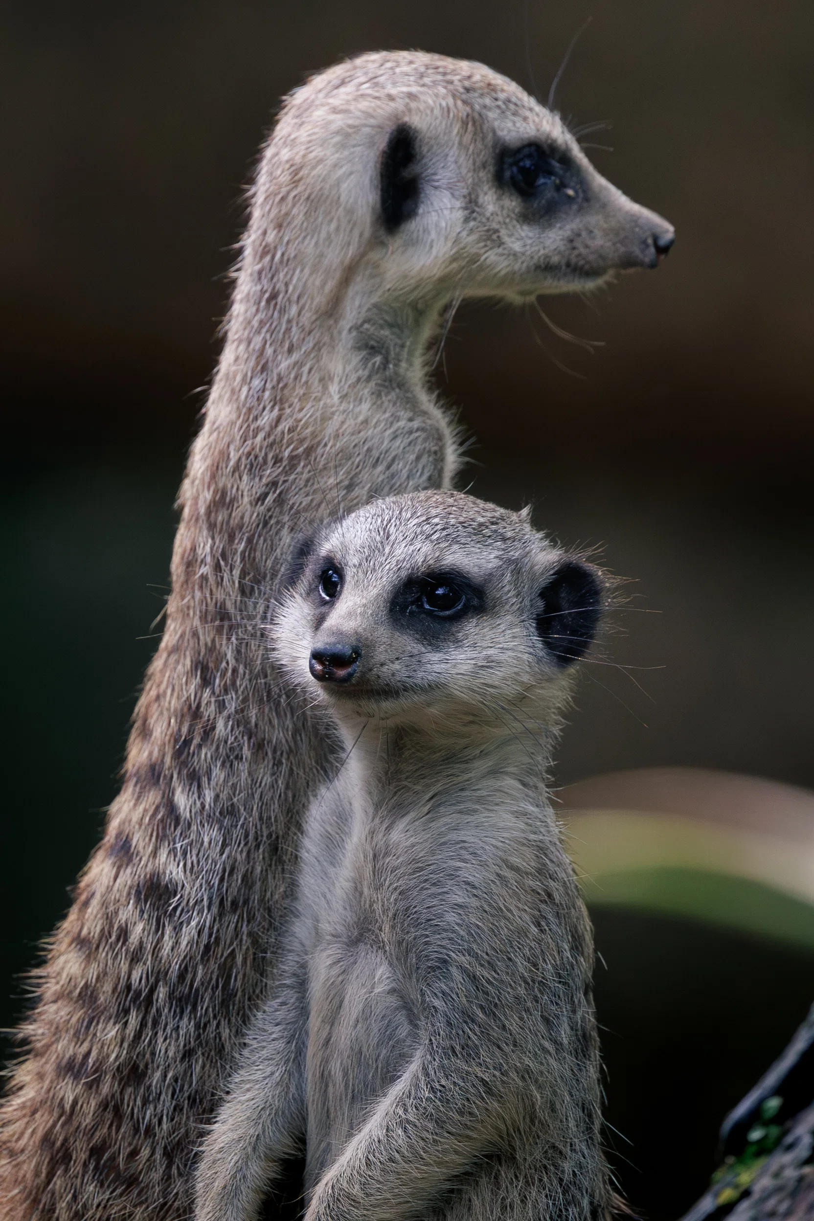 シンガポールで写真撮影】動物園でミーアキャットのツーショットを