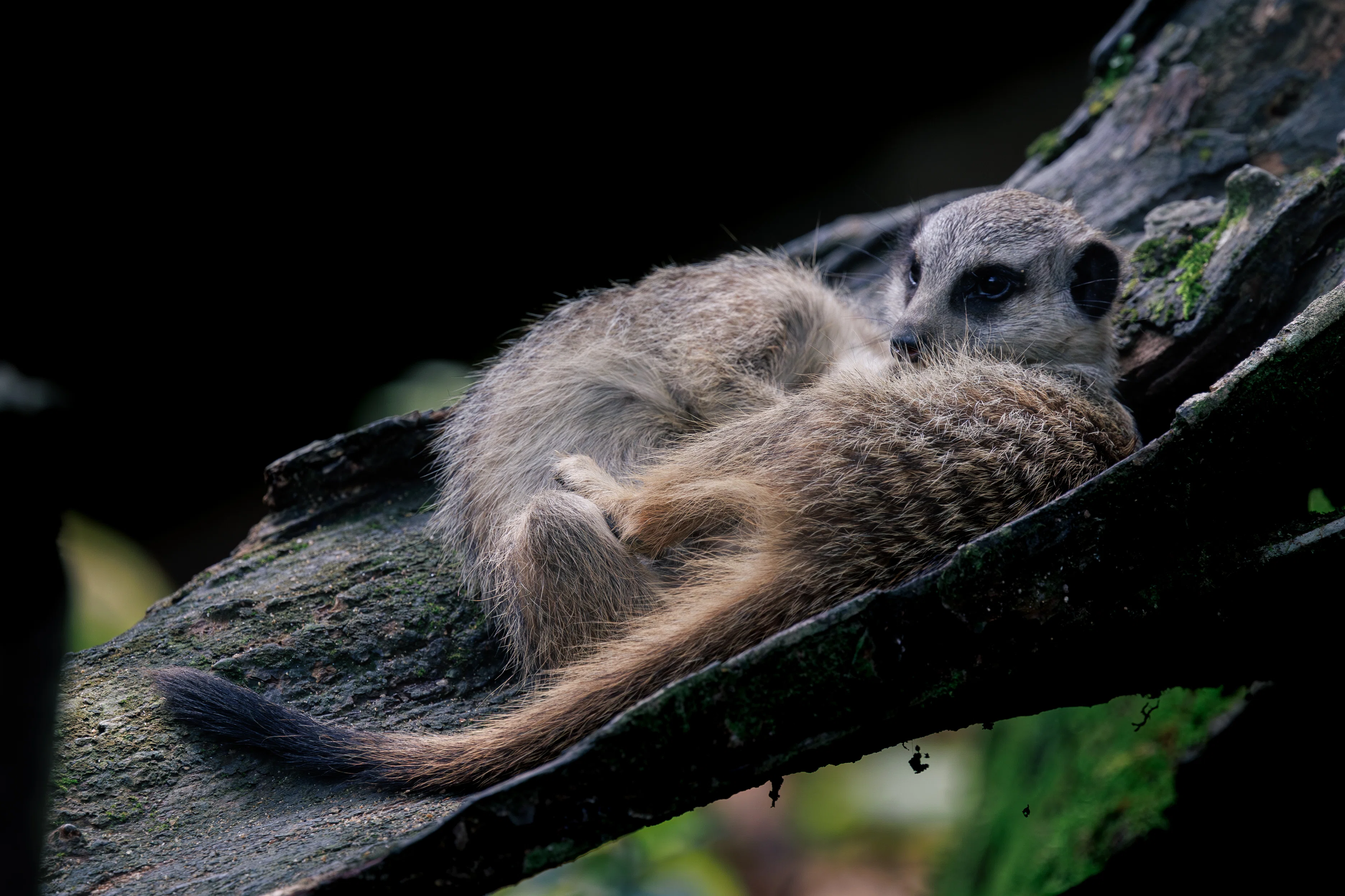 シンガポールで写真撮影】動物園でミーアキャットのツーショットを