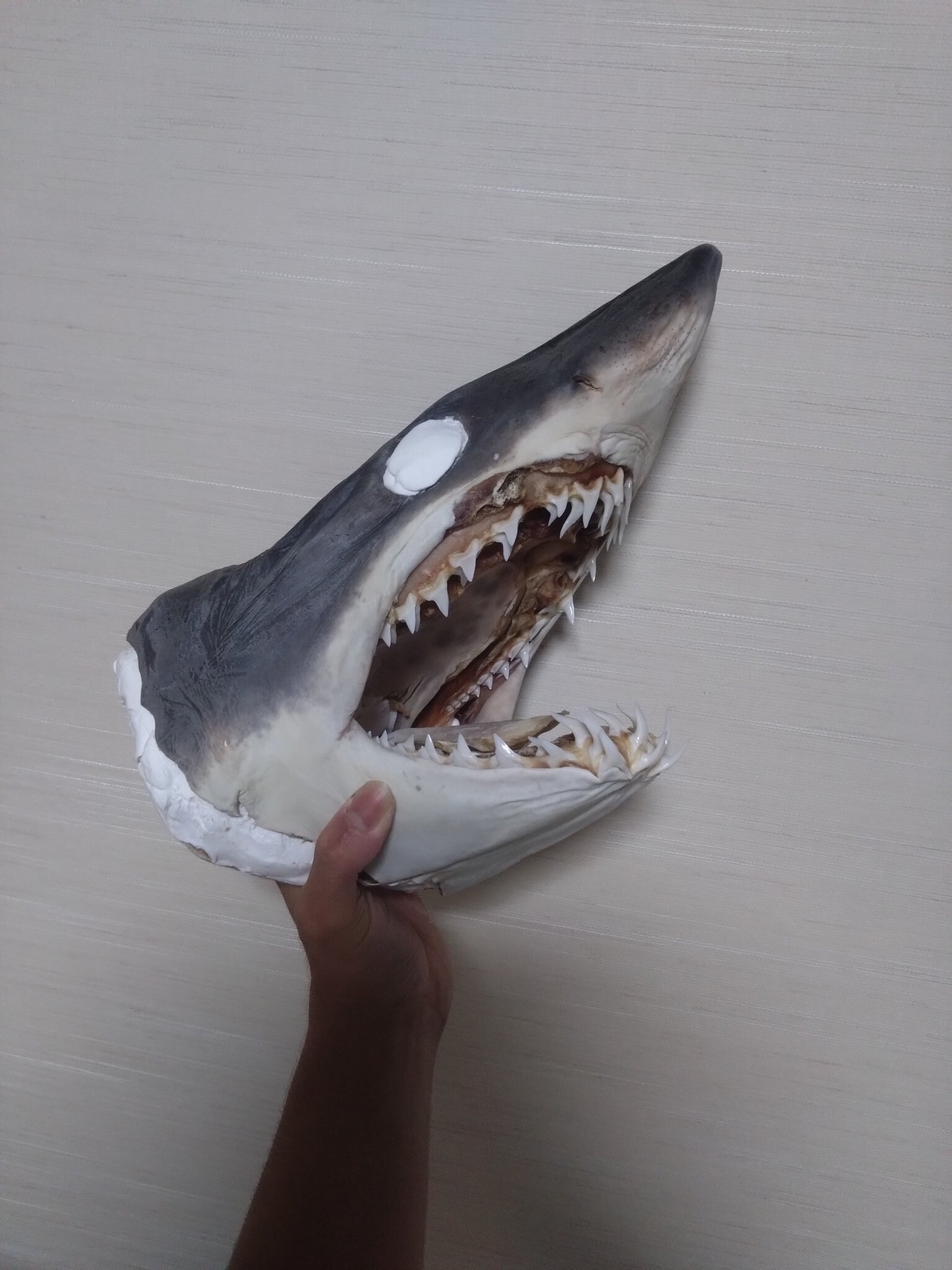 サメ 顎 歯 標本 アオザメ / マコシャーク 顎骨標本（歯・顎