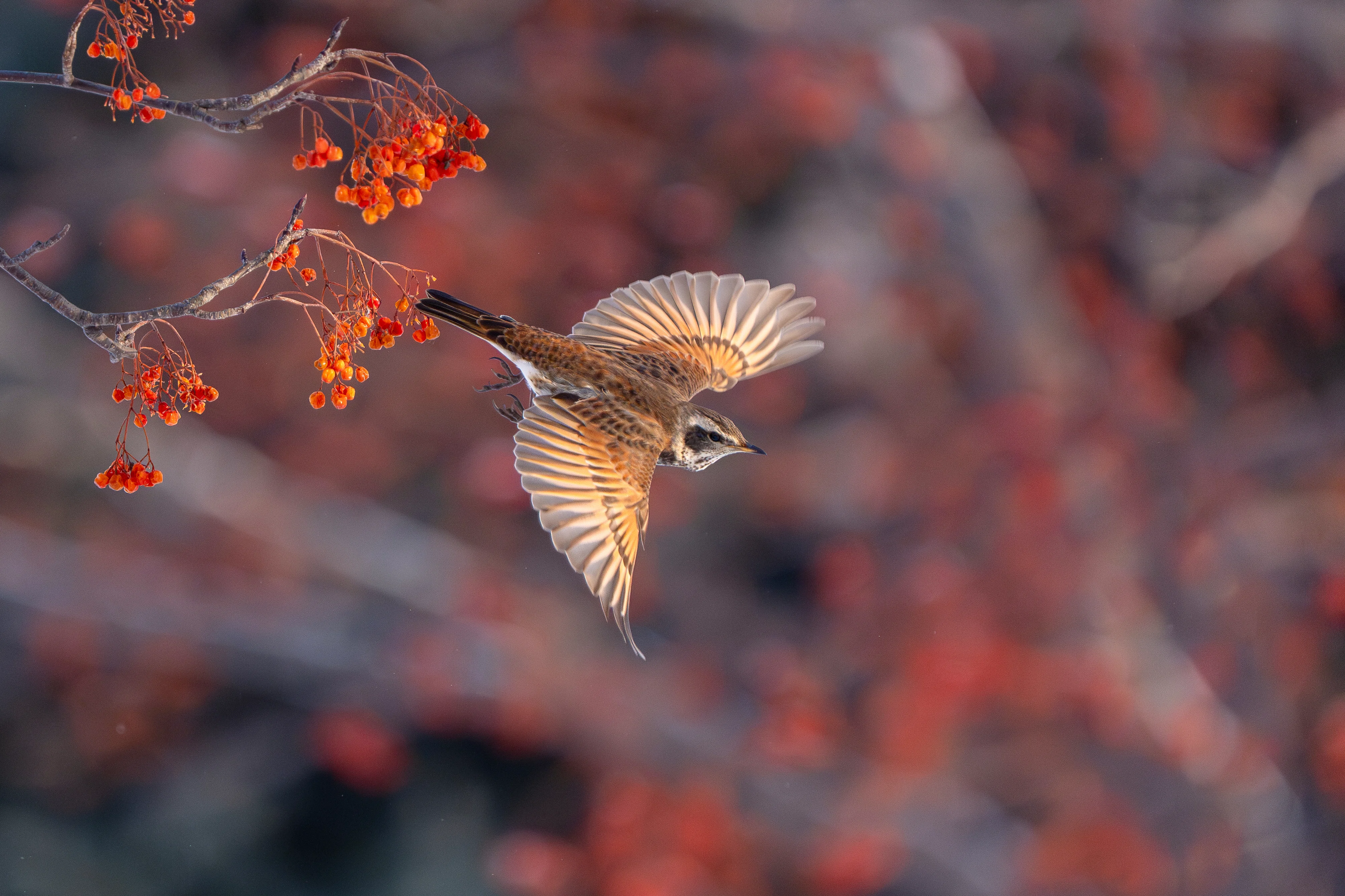 2025年2月の野鳥観察｜TOLIMAN Hondα