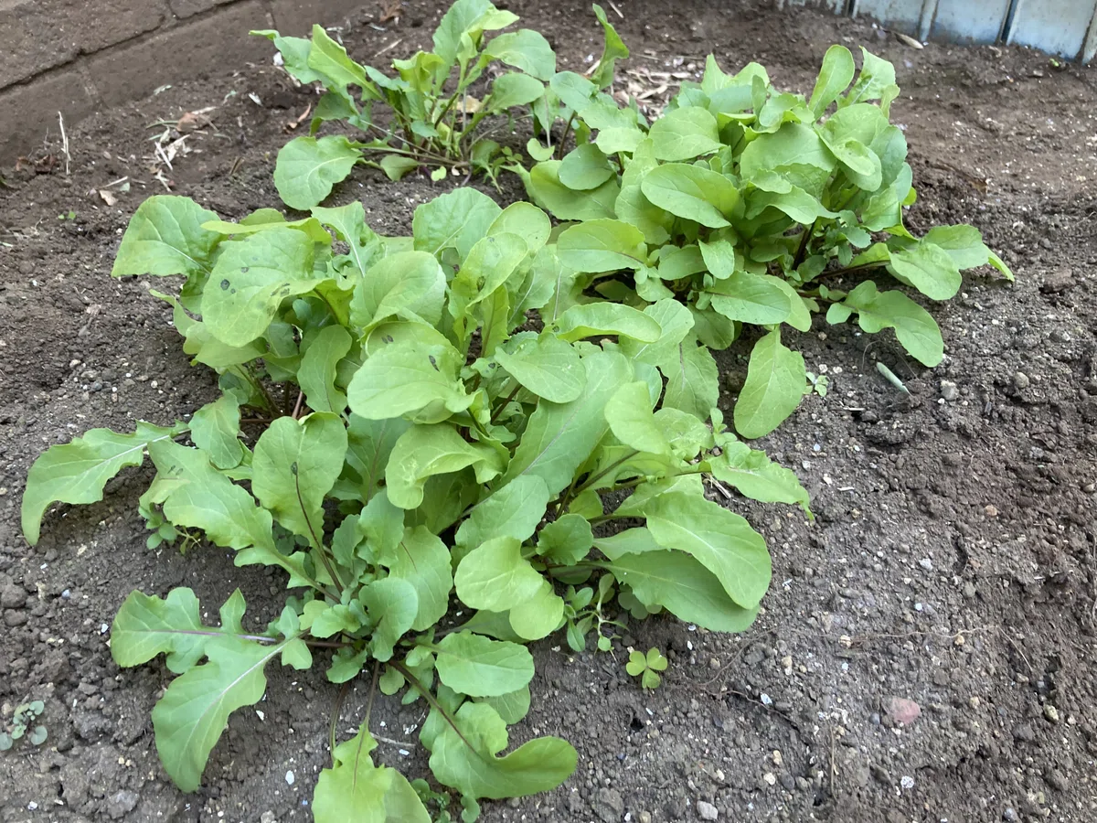Growing vegetables in a flower bed between high-rise apartments!｜旅するカウンセラー