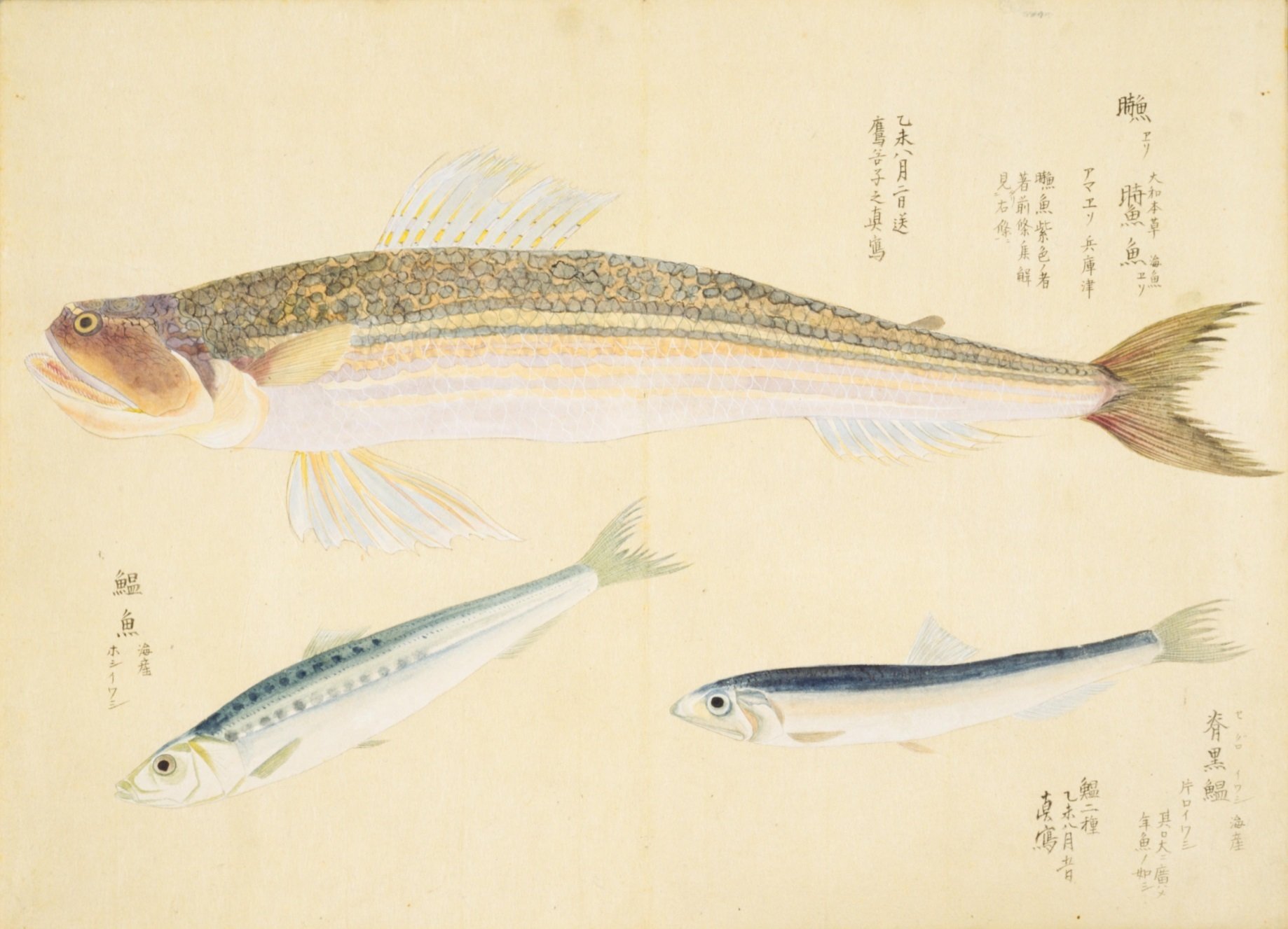 龍仙筆 淡水魚図 ヤマメとニジマス 写生画 龍仙筆 淡水魚図 ヤマメとニジマス 写生画