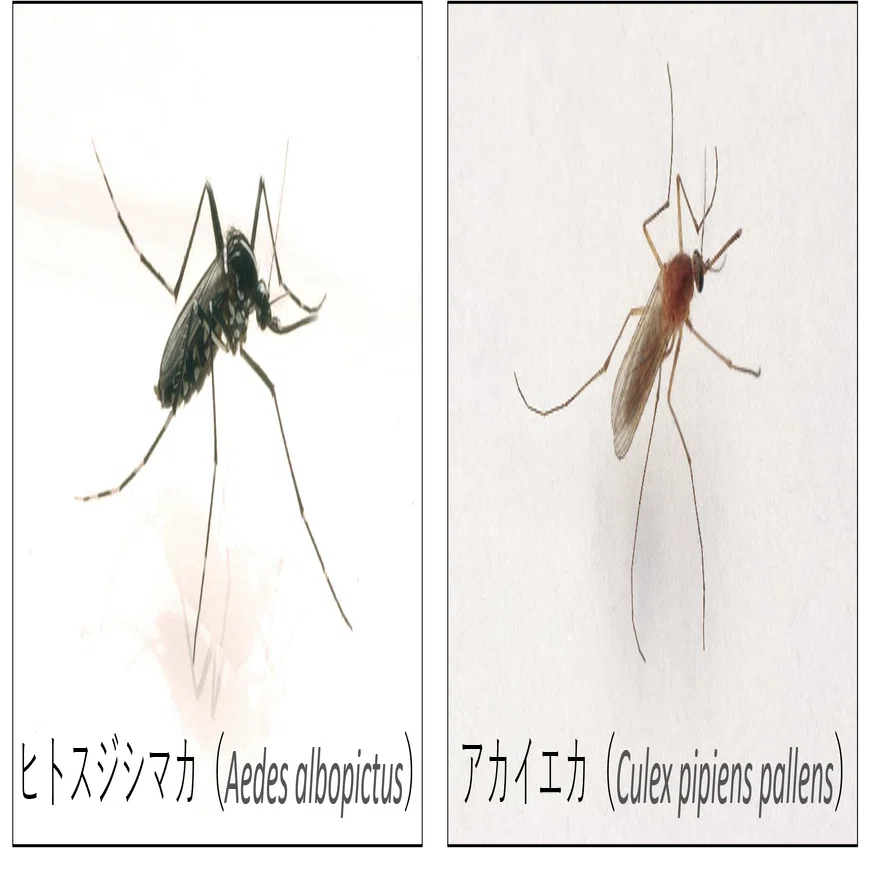 蚊がそろそろ出現 ～シンカした蚊取り「シンカトリ」をお手元に 