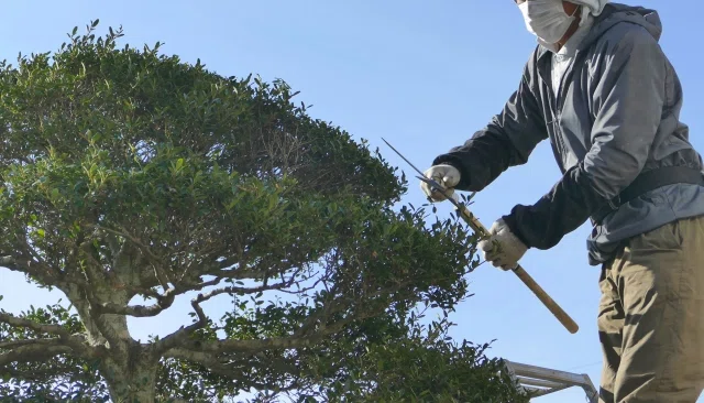 松剪定完全ガイド：短葉法と透かし剪定で持続可能な樹形管理を実現｜huge_canna2129
