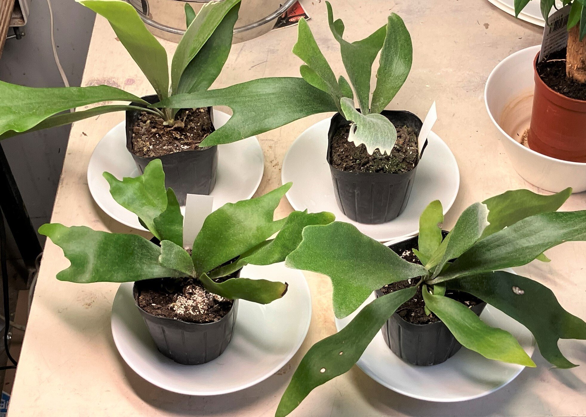 ビカクシダ質問用 ビカクシダ質問用 ビカクシダ – TaiShoDo ONLINE SHOP