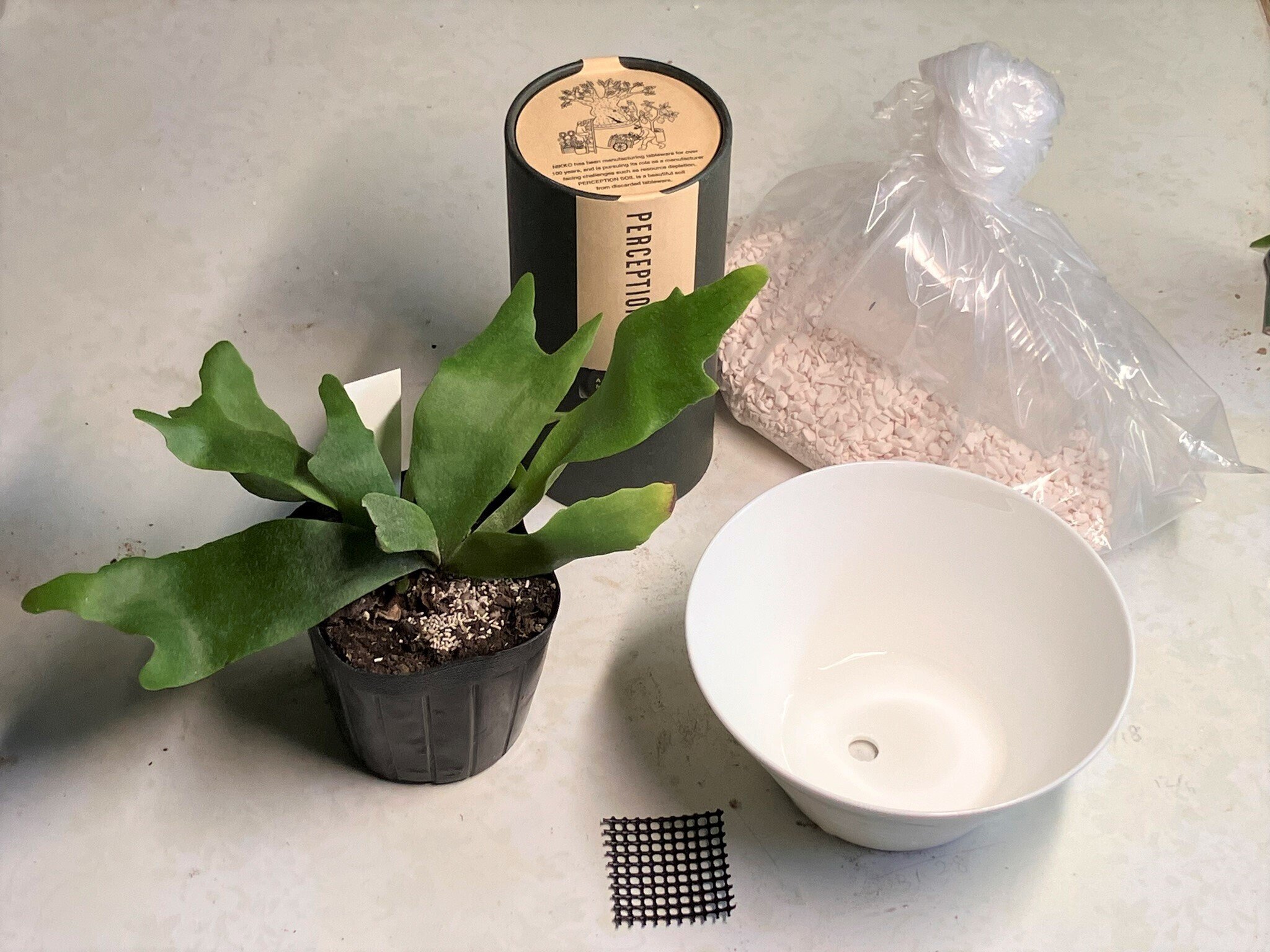 ビカクシダ🌿（観葉植物）を「食器からできた土」に植えてみた