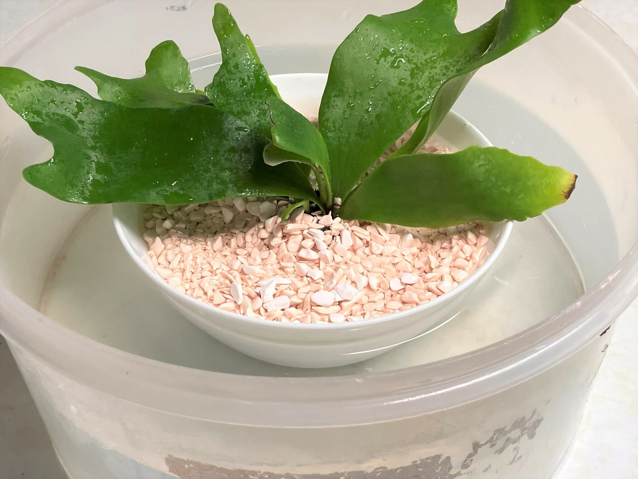ビカクシダ🌿（観葉植物）を「食器からできた土」に植えてみた
