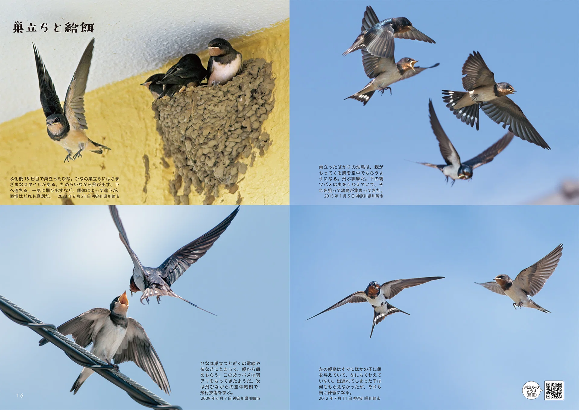 意外に知らないツバメの魅力を楽しむ｜ブンイチ（文一総合出版）