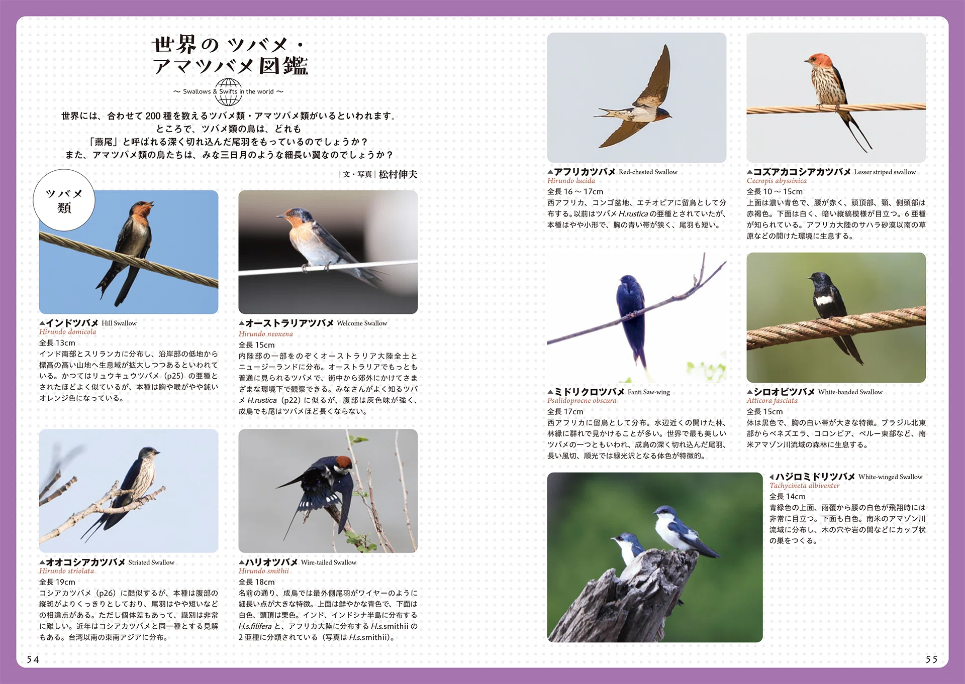 意外に知らないツバメの魅力を楽しむ｜ブンイチ（文一総合出版）
