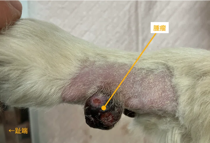 手術note26 体表腫瘤の診療アプローチ｜QUARC動物病院