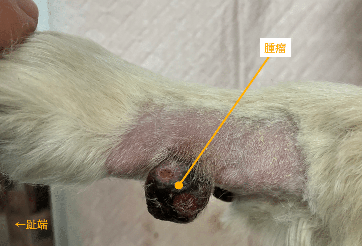 手術note26 体表腫瘤の診療アプローチ｜QUARC動物病院