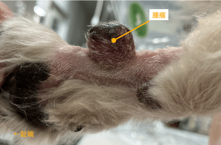 手術note26 体表腫瘤の診療アプローチ｜QUARC動物病院