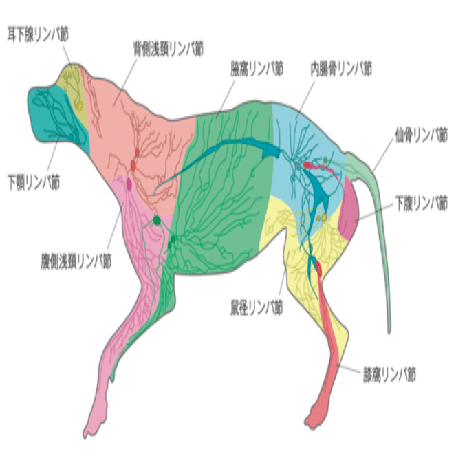 手術note26 体表腫瘤の診療アプローチ｜QUARC動物病院