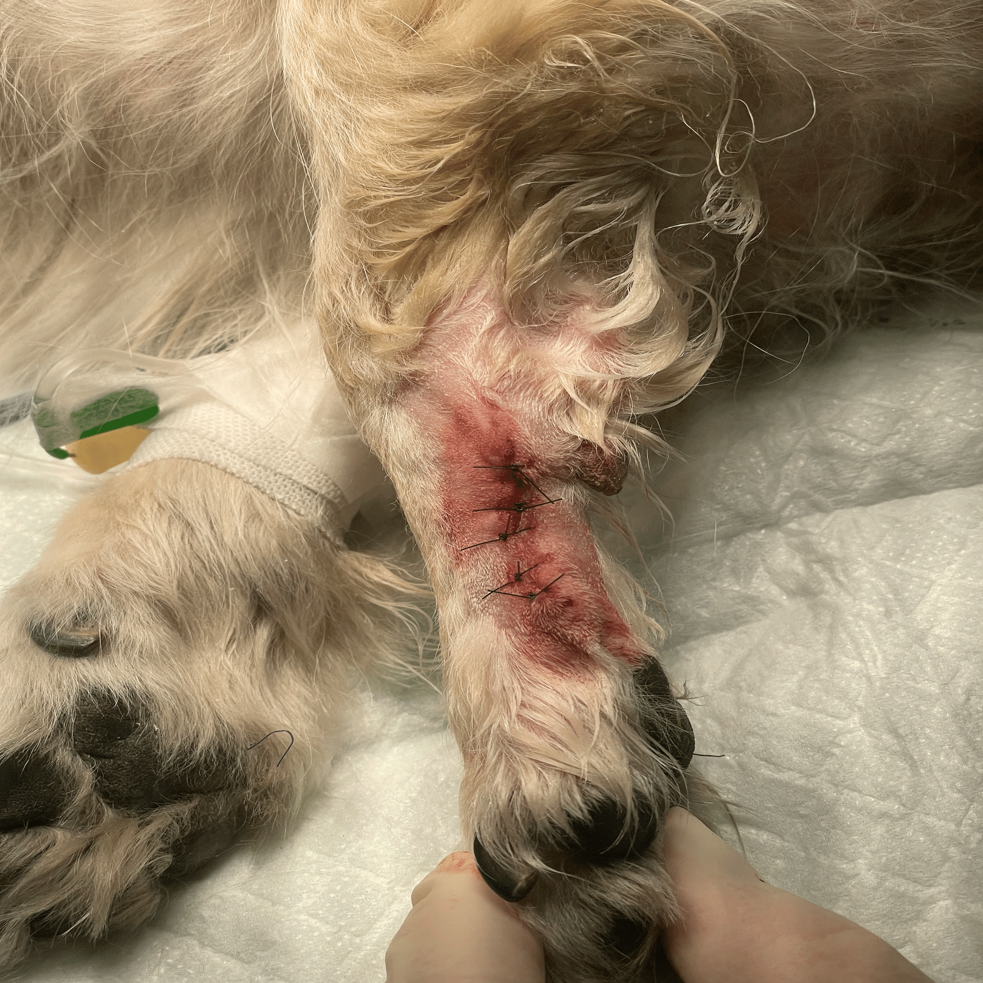 手術note26 体表腫瘤の診療アプローチ｜QUARC動物病院