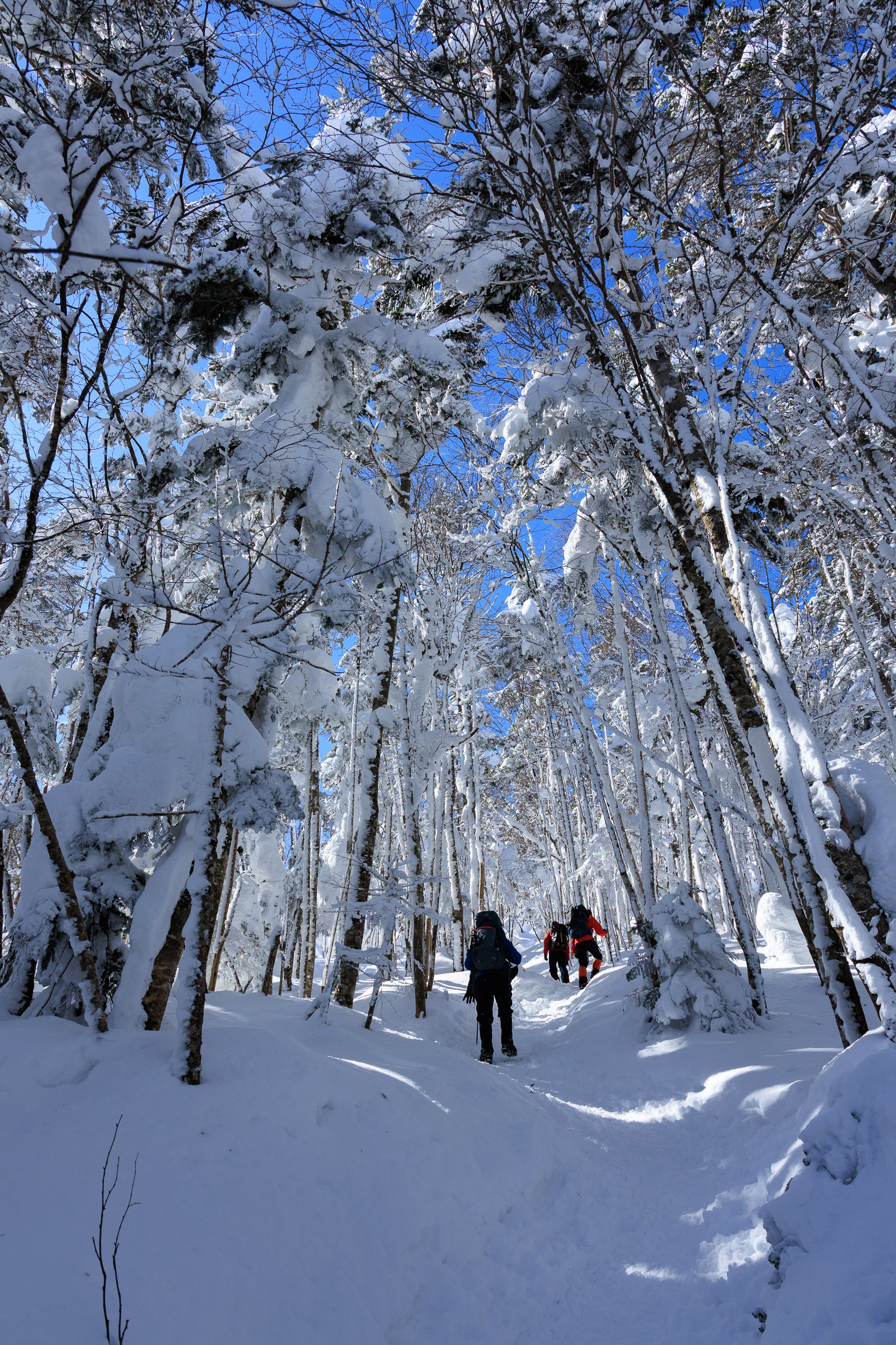冬の北八ヶ岳、白銀のスノーハイク｜yamadagawa