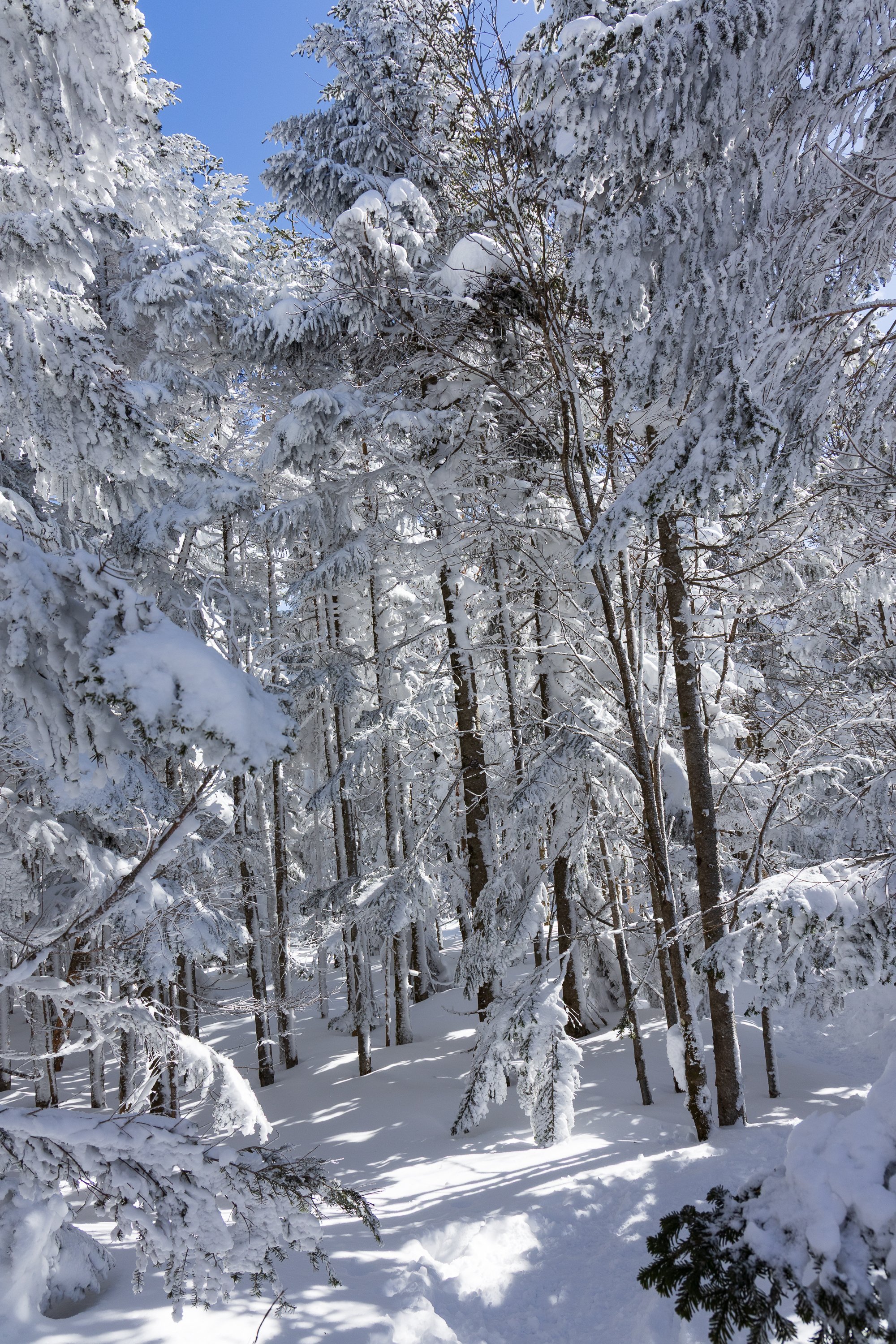 冬の北八ヶ岳、白銀のスノーハイク｜yamadagawa