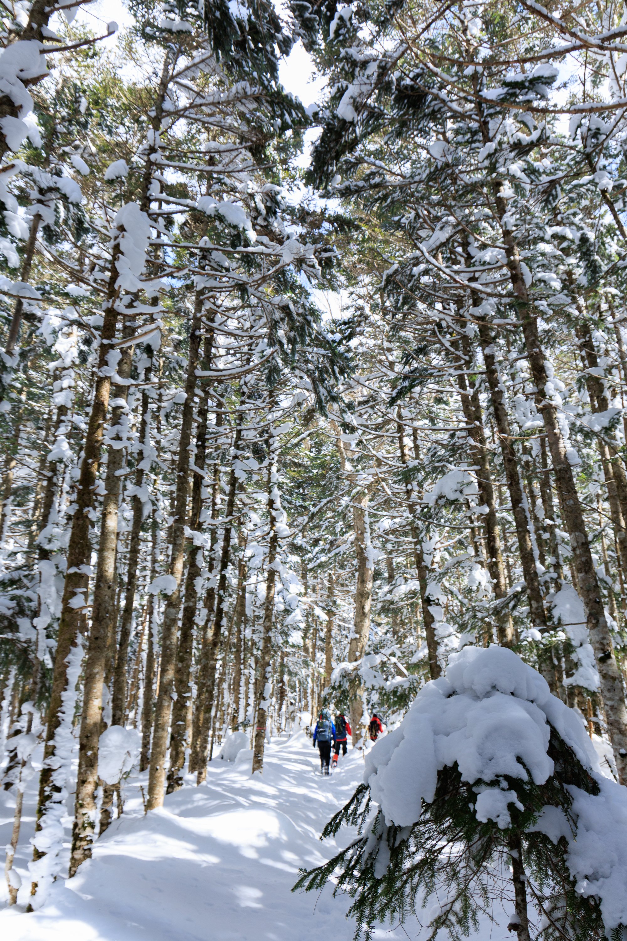 冬の北八ヶ岳、白銀のスノーハイク｜yamadagawa