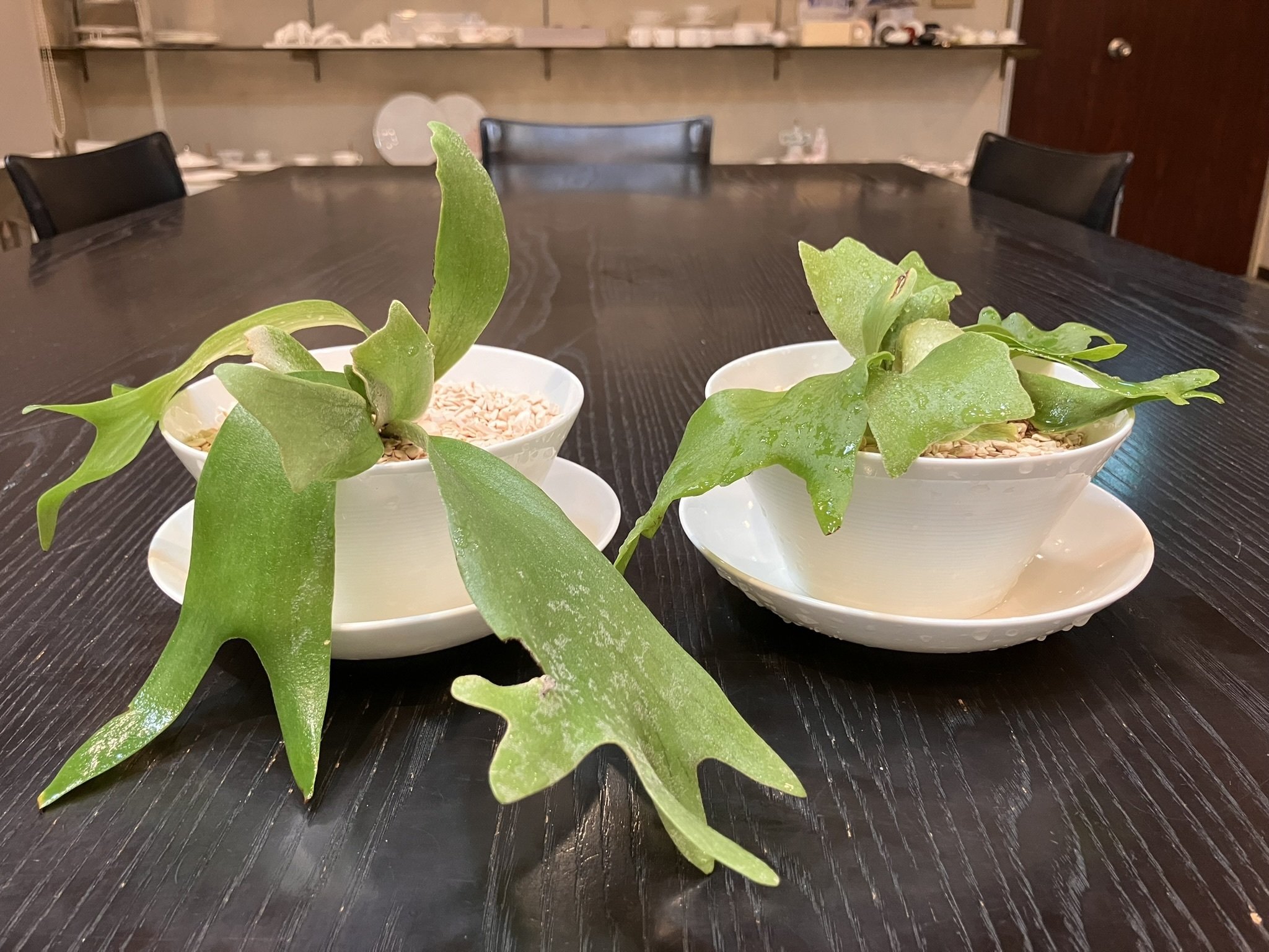 ビカクシダ🌿（観葉植物）を「食器からできた土」に植えてみた