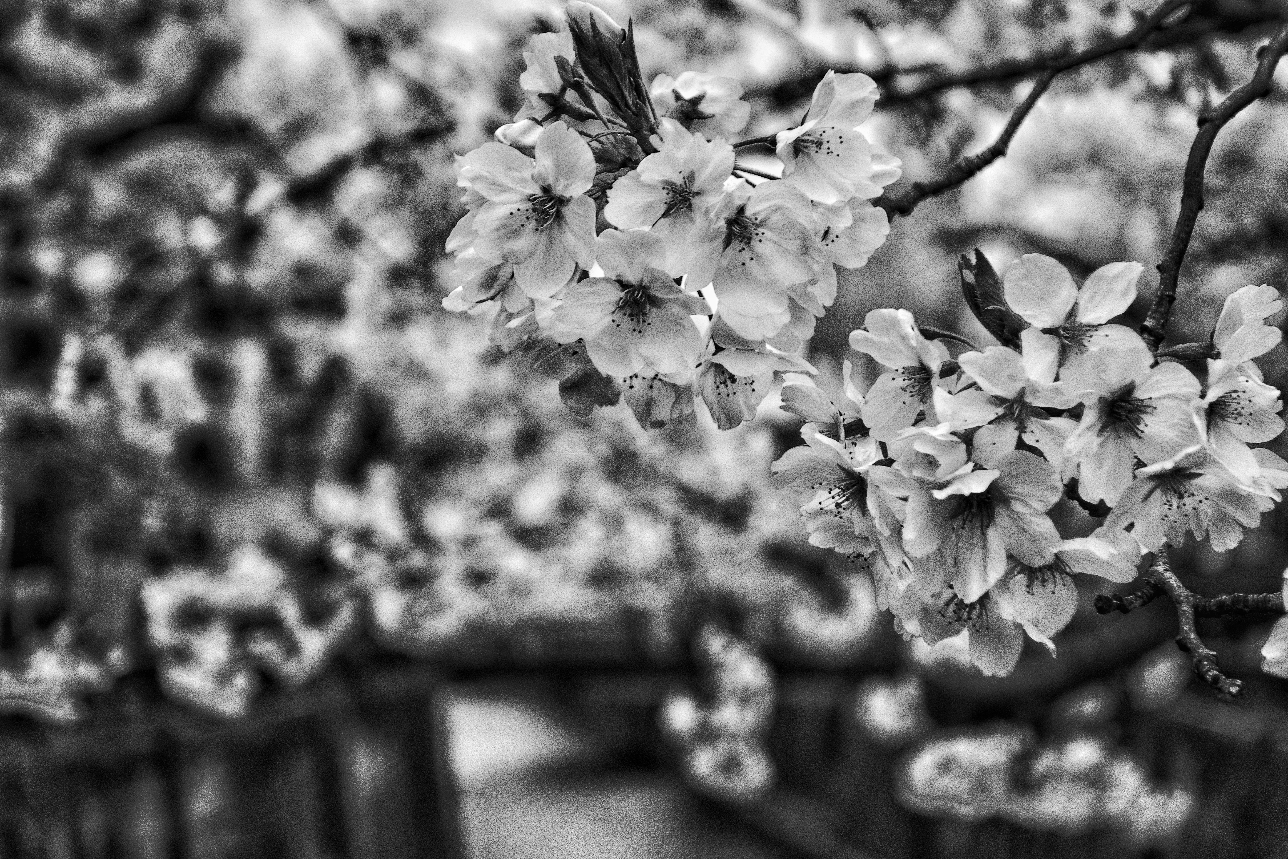 さくら20素子白1黒1 成人式振袖カタログ(SDH-201) | 成人式の振袖レンタル・振袖購入・ママ