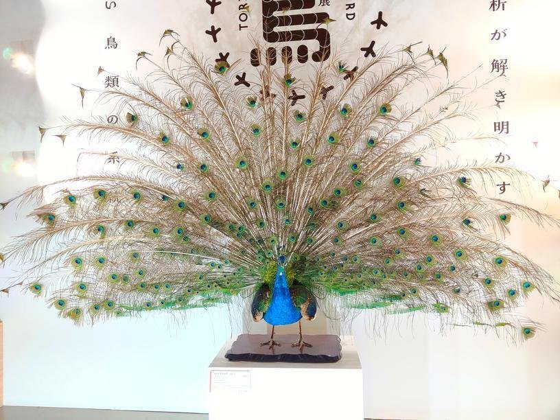バードオンリー！360°鳥しか見えない！【鳥展@国立科学博物館