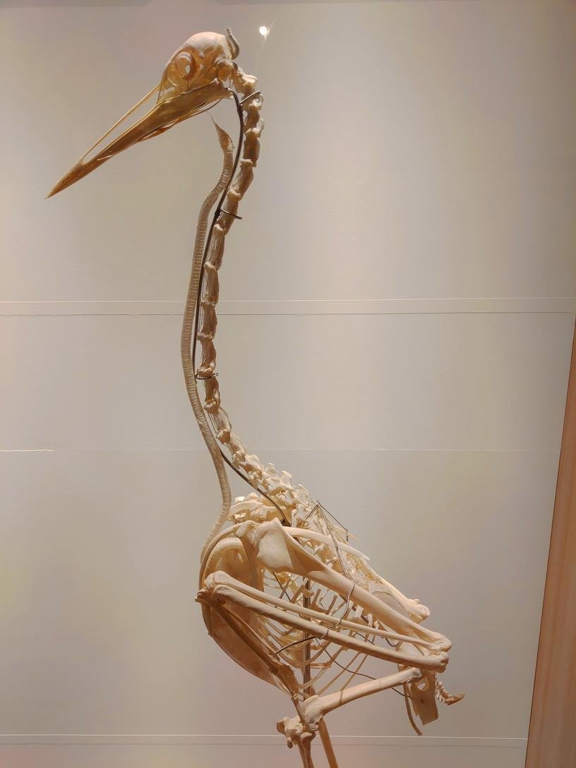 バードオンリー！360°鳥しか見えない！【鳥展@国立科学博物館