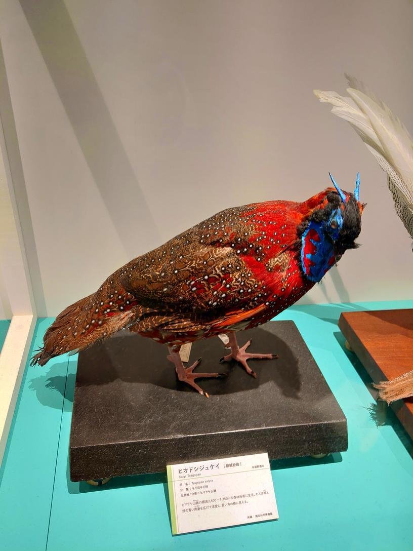 コウライキジ剥製　ガラスケース入り コウライキジ剥製 ガラスケース入り コウライキジ剥製 ガラスケース