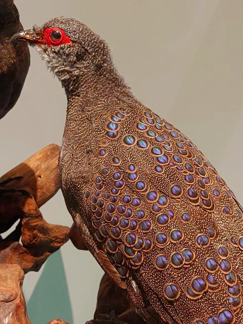 バードオンリー！360°鳥しか見えない！【鳥展@国立科学博物館