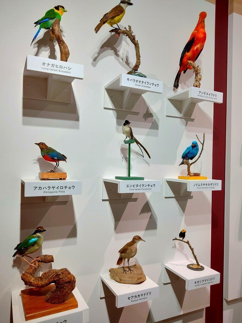 E02-140 科学大観 第16号 鳥類(野鳥)特集 世界文化社 全体的に